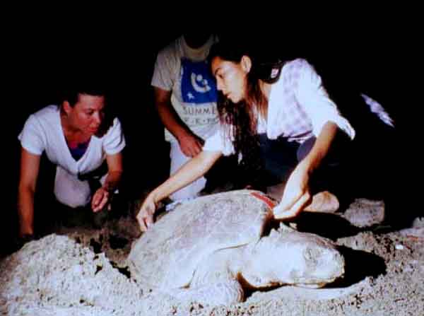 Measuring a female olive ridley sea turtle