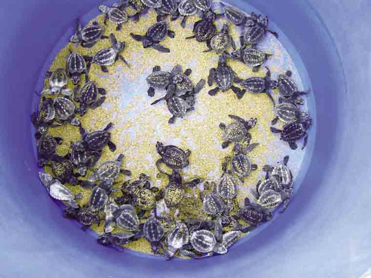 Baby olive ridley sea turtles ready to release